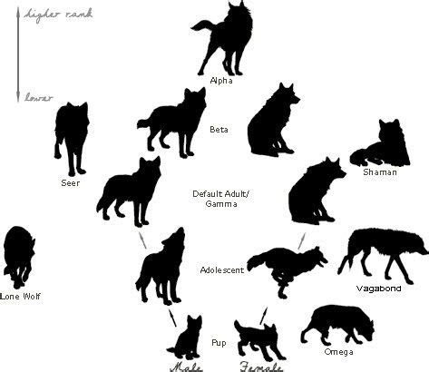 wolf family hierarchy.